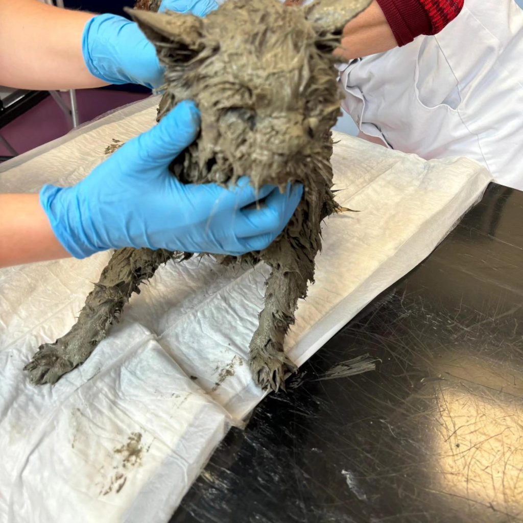 A cat named Pelle was rescued after being found trapped in wet cement in Amsterdam. Thanks to quick action, he was safely cleaned and returned home without lasting harm.