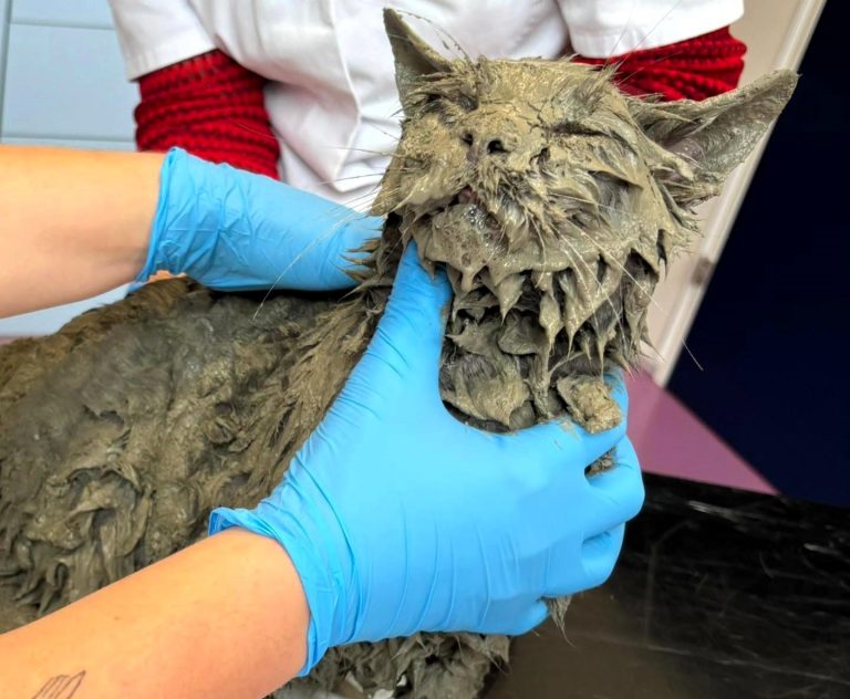 A cat named Pelle was rescued after being found trapped in wet cement in Amsterdam. Thanks to quick action, he was safely cleaned and returned home without lasting harm.