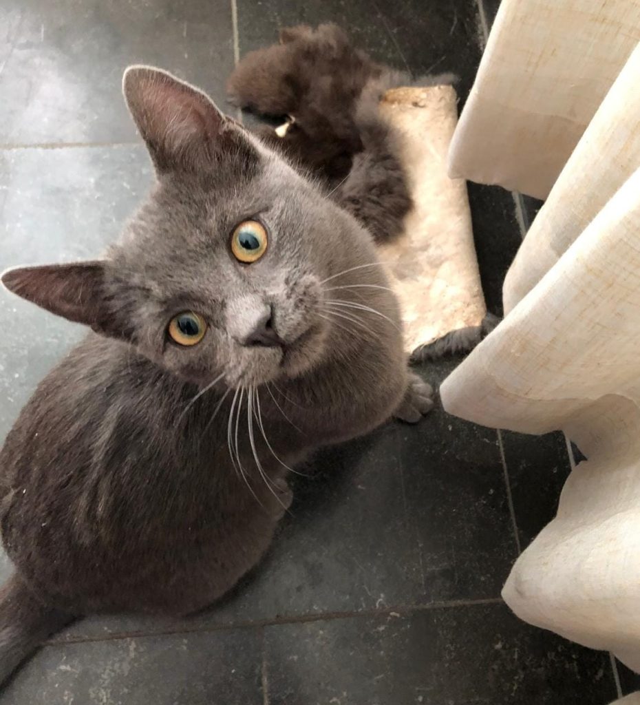 A cat named Pelle was rescued after being found trapped in wet cement in Amsterdam. Thanks to quick action, he was safely cleaned and returned home without lasting harm.