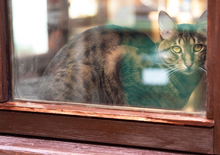 A 17-year-old cat reunites with its owners two years after mysteriously vanishing. Read the heartwarming story of Bailey's return and the lesson of never giving up hope!