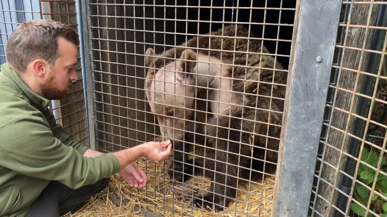 Boki, a playful bear and the first in the UK to undergo brain surgery, is recovering well after the groundbreaking operation at Wildwood Trust. Staff remain hopeful for his full recovery.