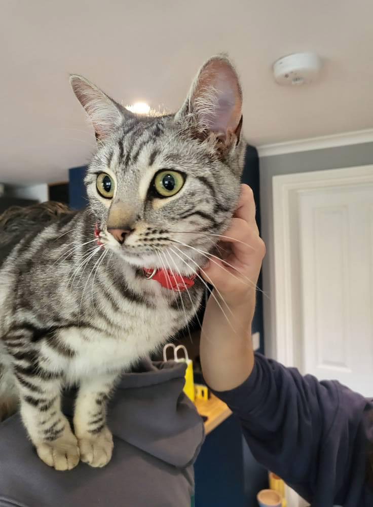 A brave tree surgeon rescued a terrified cat stuck 70 feet up in a tree for 3 days during storms.