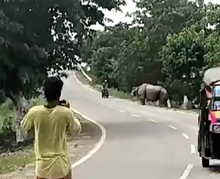 A motorcyclist was tragically killed by a charging rhino that escaped from an Indian wildlife sanctuary. The man tried to flee but was fatally trampled near Haduk Bridge.