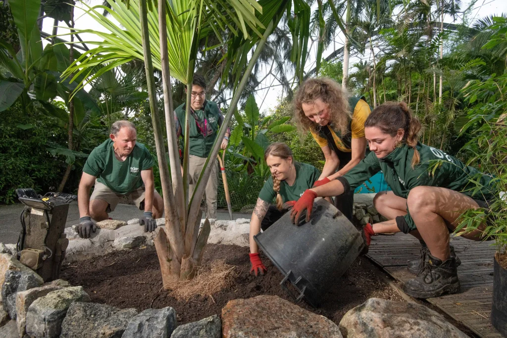 A rare Tahina spectabilis palm, capable of growing 18m tall and visible from space, finds a new home at the Eden Project, aiding conservation of this critically endangered species.