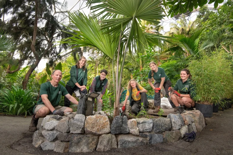 A rare Tahina spectabilis palm, capable of growing 18m tall and visible from space, finds a new home at the Eden Project, aiding conservation of this critically endangered species.