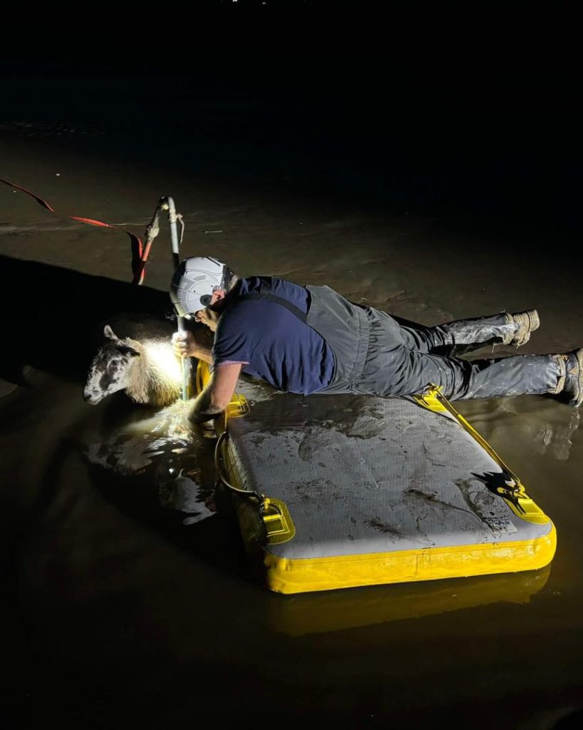 Two sheep were rescued from quicksand that hardened like concrete in Cumbria, thanks to a skilled Bay Search and Rescue team. See how teamwork saved them just in time!