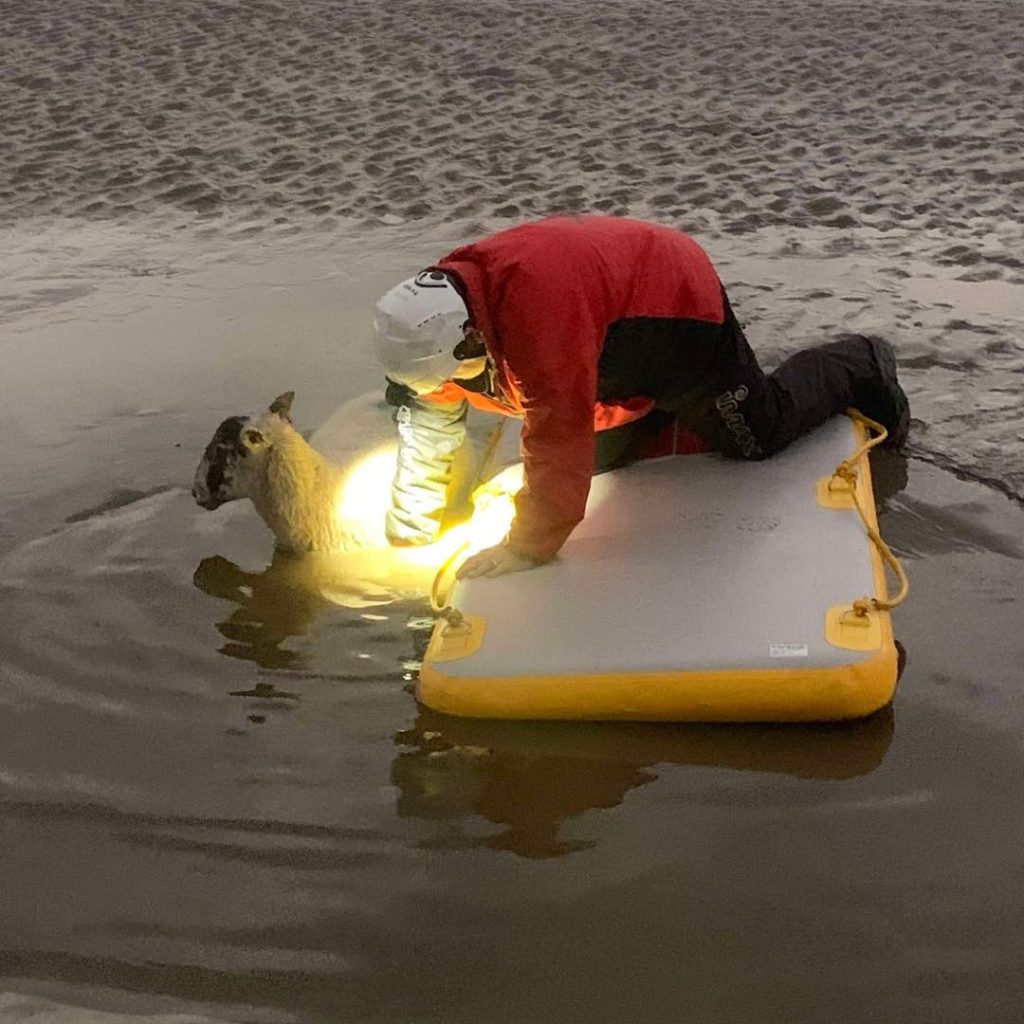 Two sheep were rescued from quicksand that hardened like concrete in Cumbria, thanks to a skilled Bay Search and Rescue team. See how teamwork saved them just in time!