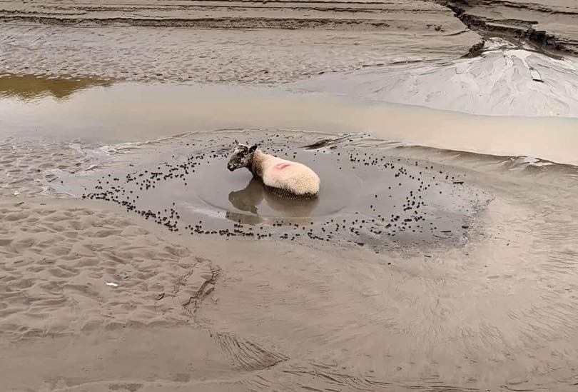 Two sheep were rescued from quicksand that hardened like concrete in Cumbria, thanks to a skilled Bay Search and Rescue team. See how teamwork saved them just in time!