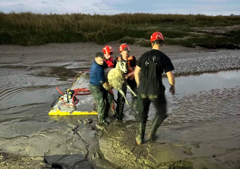 Two sheep were rescued from quicksand that hardened like concrete in Cumbria, thanks to a skilled Bay Search and Rescue team. See how teamwork saved them just in time!