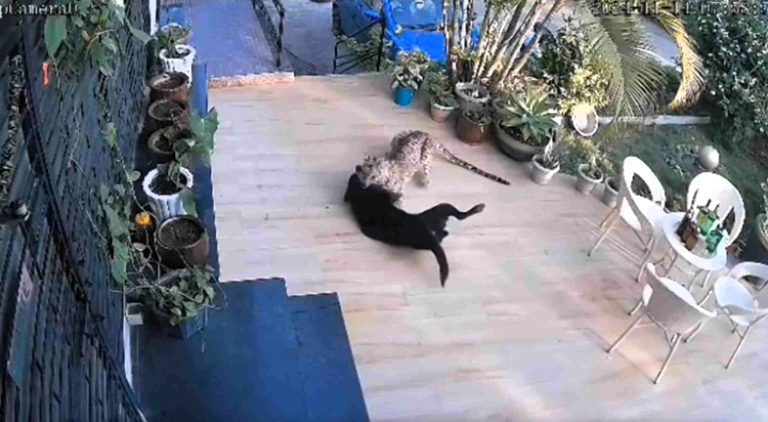 A brave dog in Rajasthan survived a leopard attack in a dramatic backyard encounter caught on CCTV. Watch the shocking moment as the predator suddenly retreats!