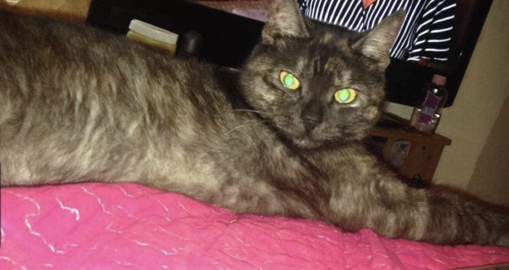 Heartbroken mum seeks help after her beloved 10-year-old cat Shelly is stolen in Tooting. Shocking video shows neighbor confronting suspected thief. Can you help?