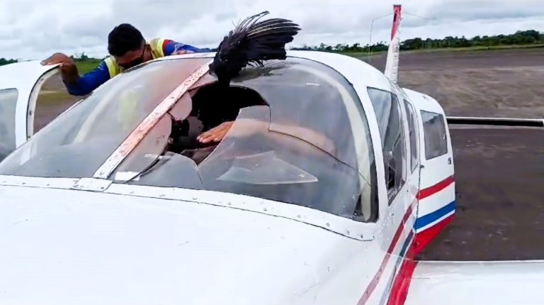 A vulture smashed through a plane's windscreen mid-flight in Brazil, dangling inches from the pilot’s face. See how skill and luck saved all on board in this dramatic story!