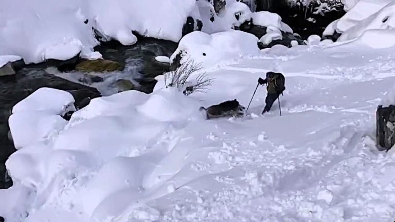 "Terrifying moment a wild boar attacks a skier in the French Pyrenees! Captured on video, the shocking encounter highlights the growing issue of aggressive boar populations."