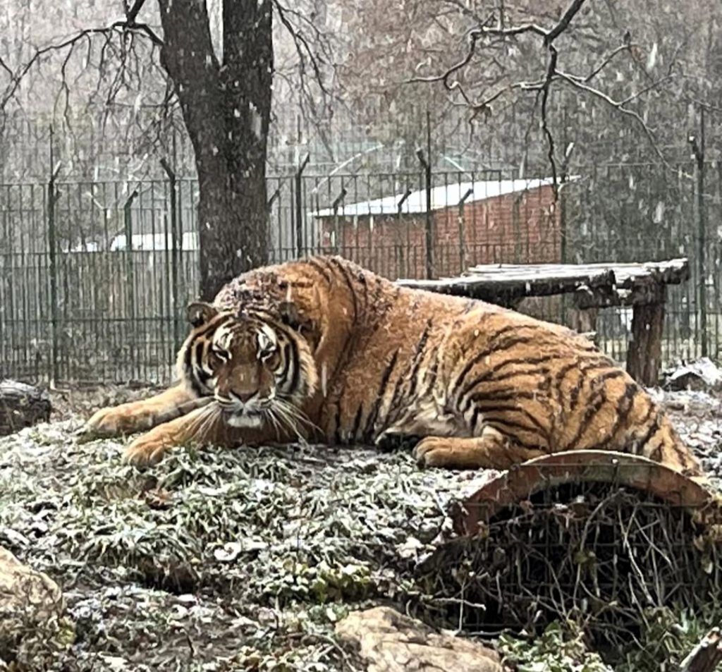 Experienced zookeeper tragically mauled by a tiger after two fatal safety errors at Pitesti Zoo, Romania. Learn how this shocking incident unfolded and its aftermath.