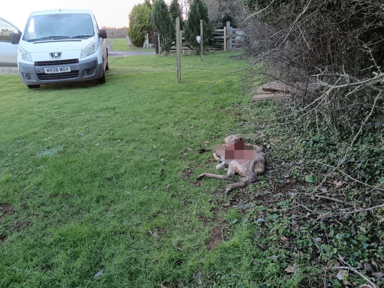 Farmer finds deer’s remains in Wiltshire, sparking fears of a big cat on the loose. Experts say the clean kill matches signs of a predator. Could a panther be nearby?