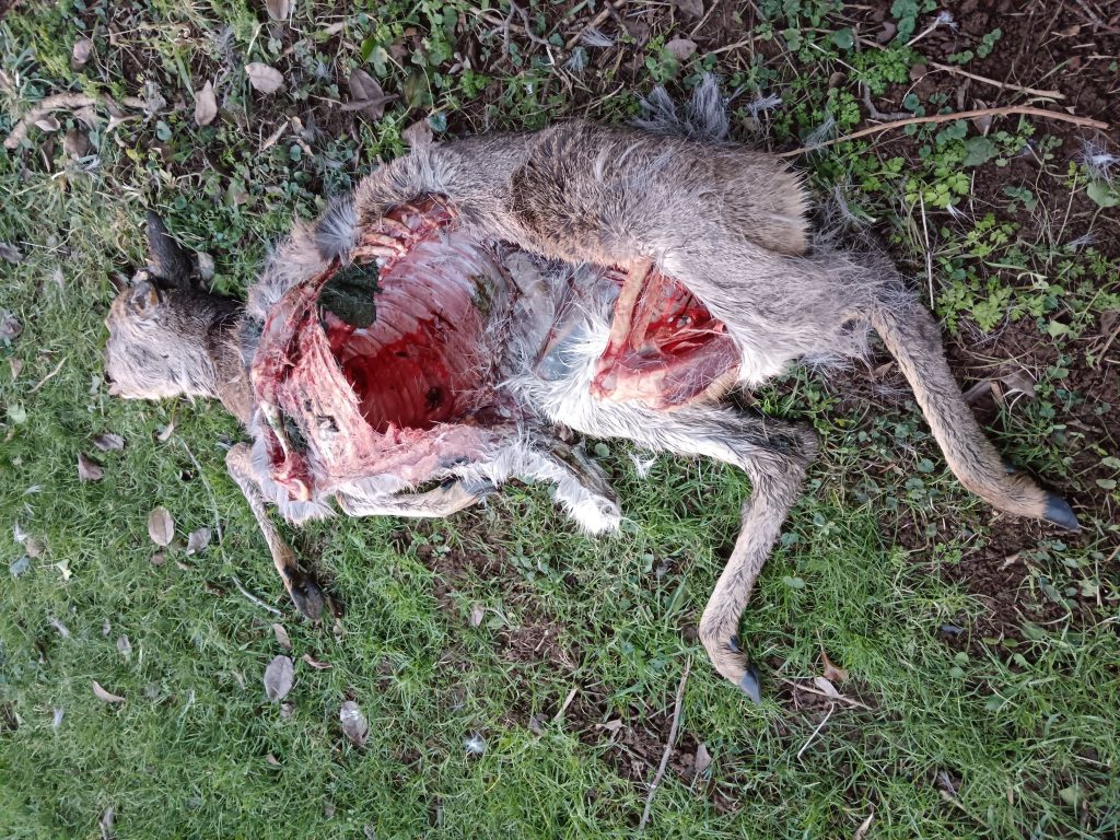 Farmer finds deer’s remains in Wiltshire, sparking fears of a big cat on the loose. Experts say the clean kill matches signs of a predator. Could a panther be nearby?