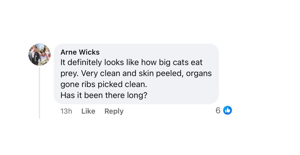 Farmer finds deer’s remains in Wiltshire, sparking fears of a big cat on the loose. Experts say the clean kill matches signs of a predator. Could a panther be nearby?