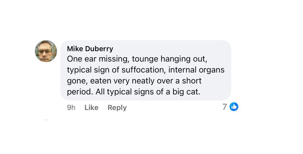 Farmer finds deer’s remains in Wiltshire, sparking fears of a big cat on the loose. Experts say the clean kill matches signs of a predator. Could a panther be nearby?