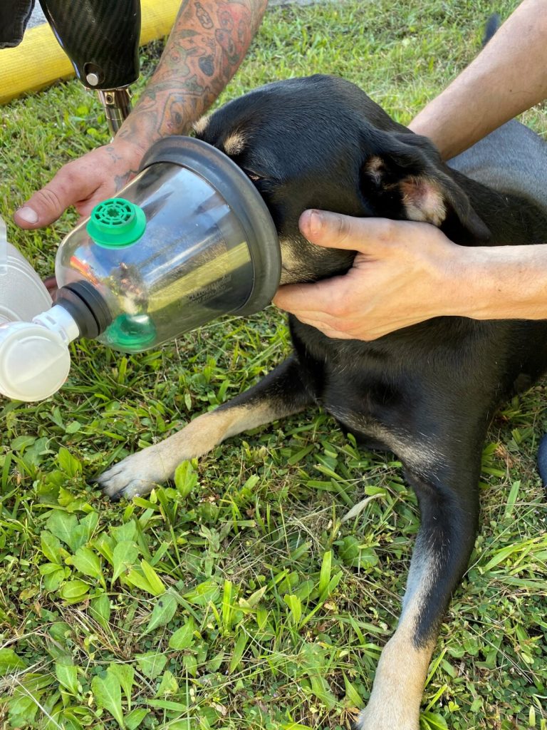 Hero firefighters in Florida saved 4 cats and a dog from a house fire using pet oxygen masks, proving lifesaving tools aren't just for humans. Read the full story!