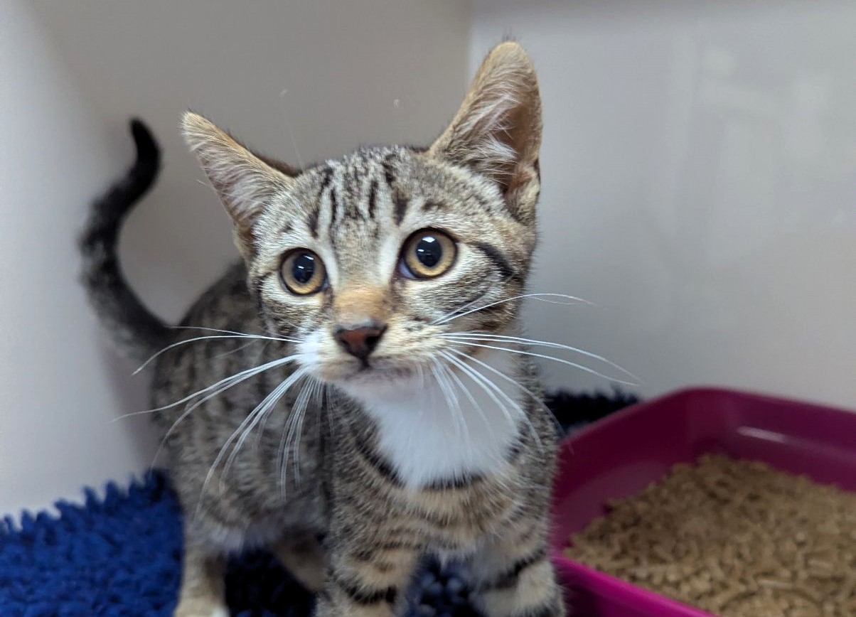 Two kittens, Brooke and Sydney, were found abandoned in a bin in Darlington. Rescued just in time, they’re now safe with the RSPCA. Help find their cruel owner!