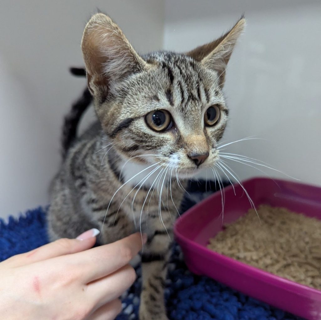 Two kittens, Brooke and Sydney, were found abandoned in a bin in Darlington. Rescued just in time, they’re now safe with the RSPCA. Help find their cruel owner!