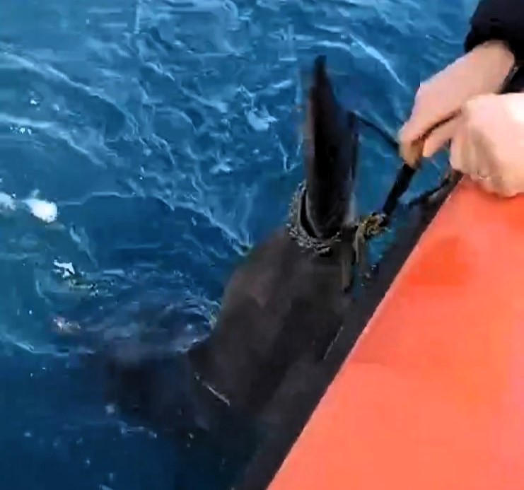 Heroic coastguards in Sicily rescue a baby dolphin tangled in fishing gear. Watch the heartwarming moment it reunites with its mother after a daring sea rescue!