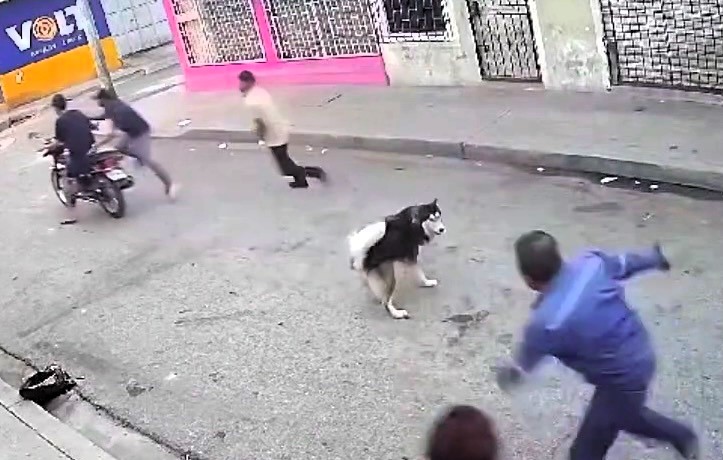 A heroic dog saved a man from a street robbery, chasing off three attackers in Ecuador. The fearless pooch's bravery won praise as locals called for a well-earned feast!