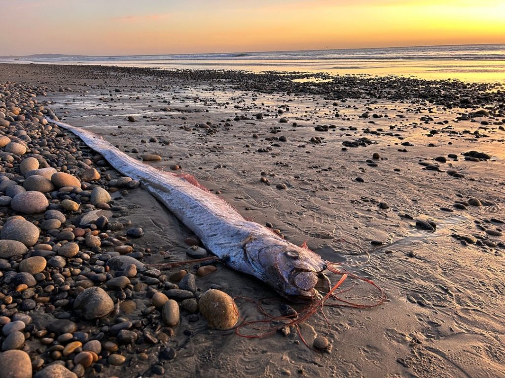 Two massive oarfish surfaced in Mexico within days, fueling fears of an impending disaster. Are these deep-sea giants a bad omen or just a rare coincidence?