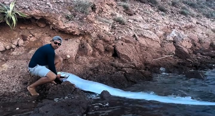 Two massive oarfish surfaced in Mexico within days, fueling fears of an impending disaster. Are these deep-sea giants a bad omen or just a rare coincidence?