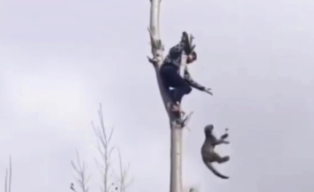 Brave hero scales a 50ft tree to rescue a stranded leopard cub in Kashmir. Watch the daring rescue as he drops the sedated cub safely into a net below!