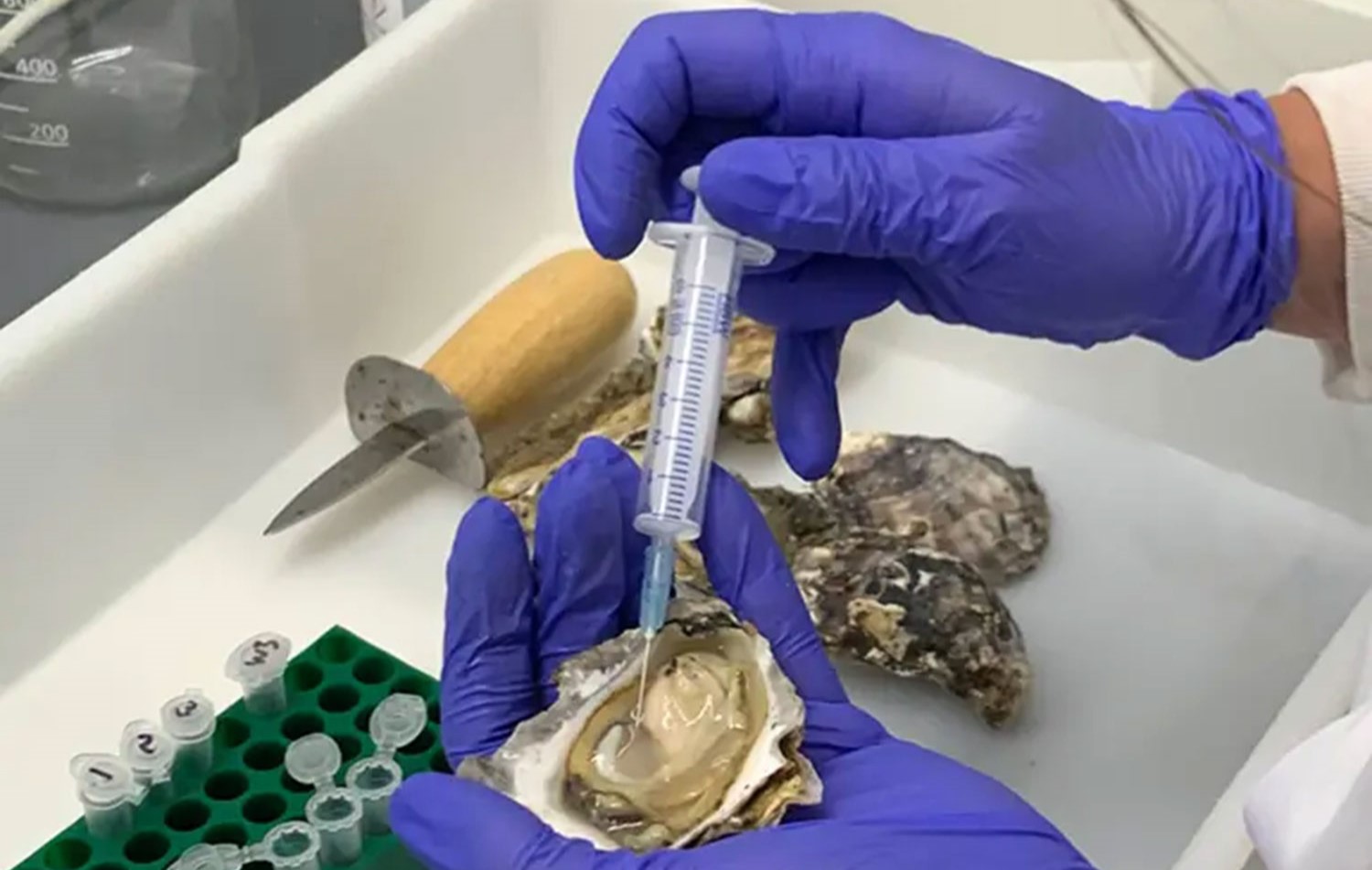 Scientists have discovered a protein in Sydney rock oysters that can boost antibiotics and fight superbugs, offering a breakthrough in battling antibiotic resistance.