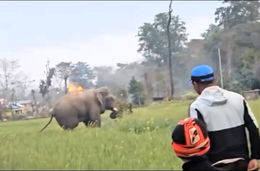 Shocking footage from Nepal’s Bardiya National Park shows people attacking an elephant with fire sticks. The act has sparked outrage over wildlife protection ethics.