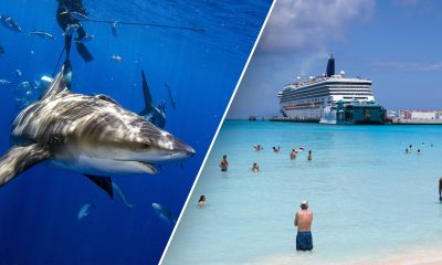 bimini bay beach bahamas bull shark thumb