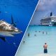 bimini bay beach bahamas bull shark thumb