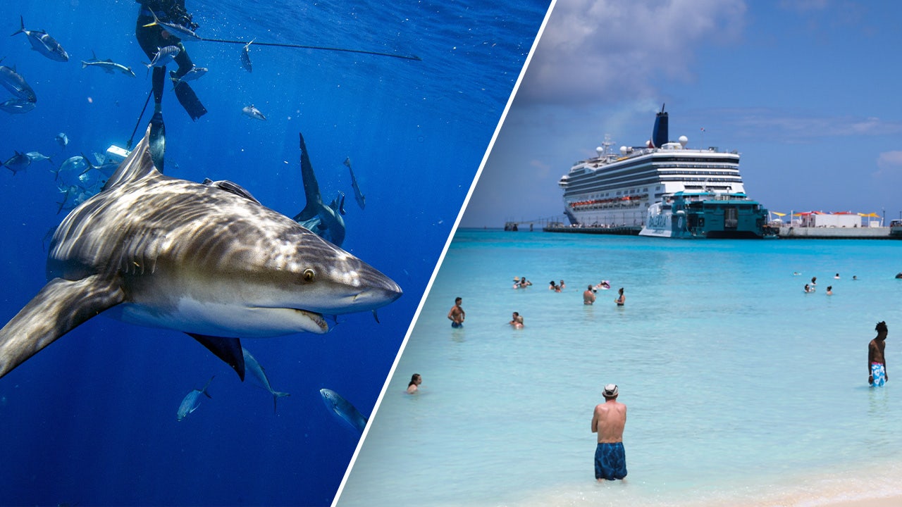 bimini bay beach bahamas bull shark thumb