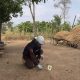 cambodia grenade tragedy 54388