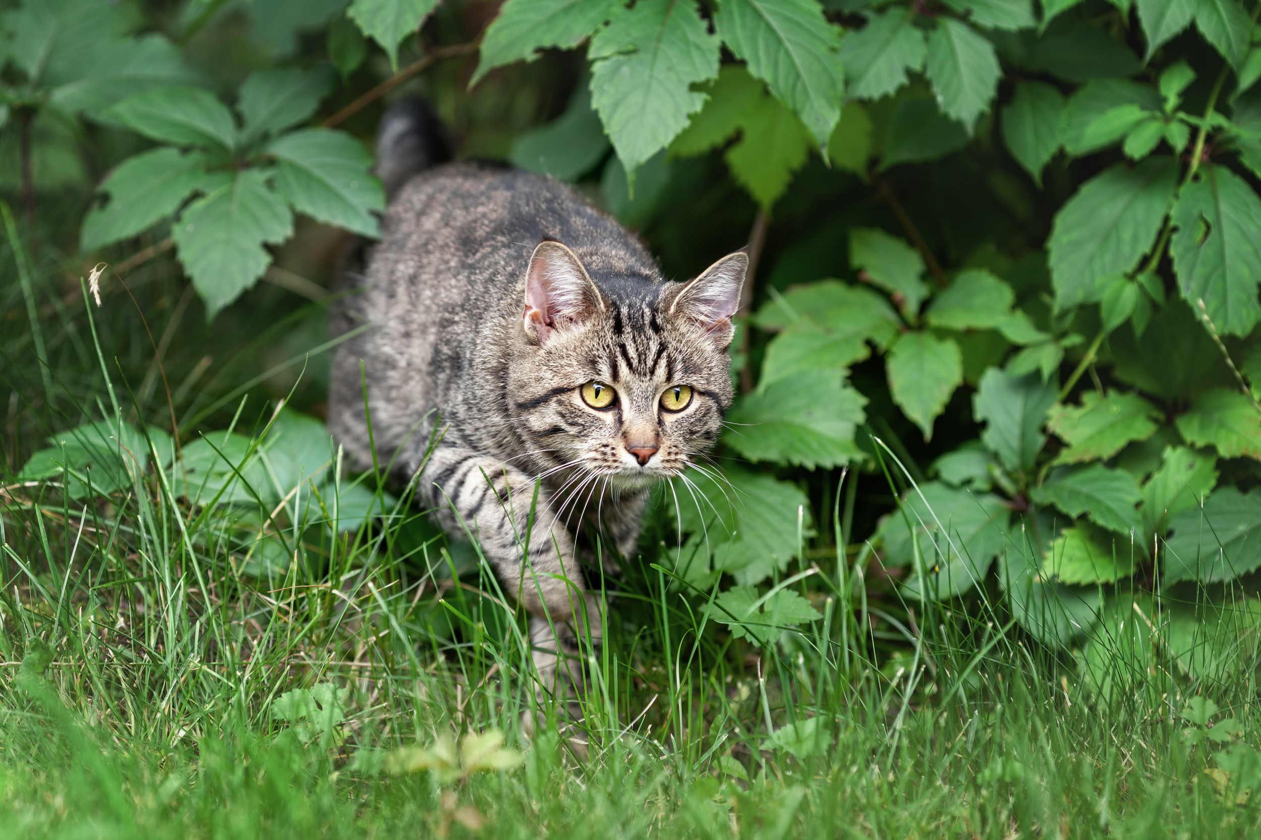 cat walking out bush