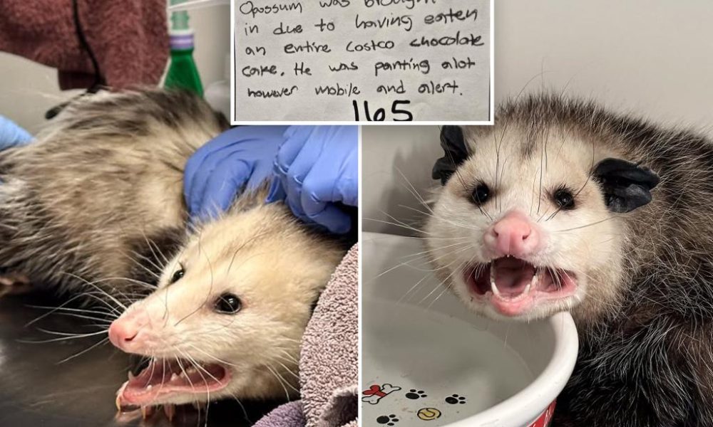 choco holic opossum hospitalized annihilating 98646282