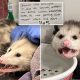 choco holic opossum hospitalized annihilating 98646282