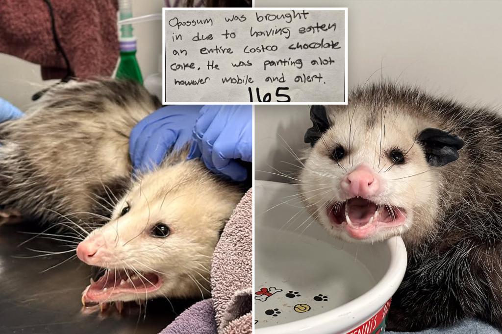 choco holic opossum hospitalized annihilating 98646282