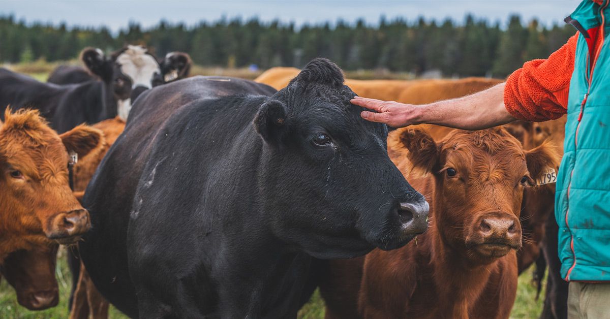 cows farmer 1200x628 facebook