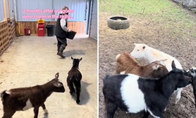 goats back farm