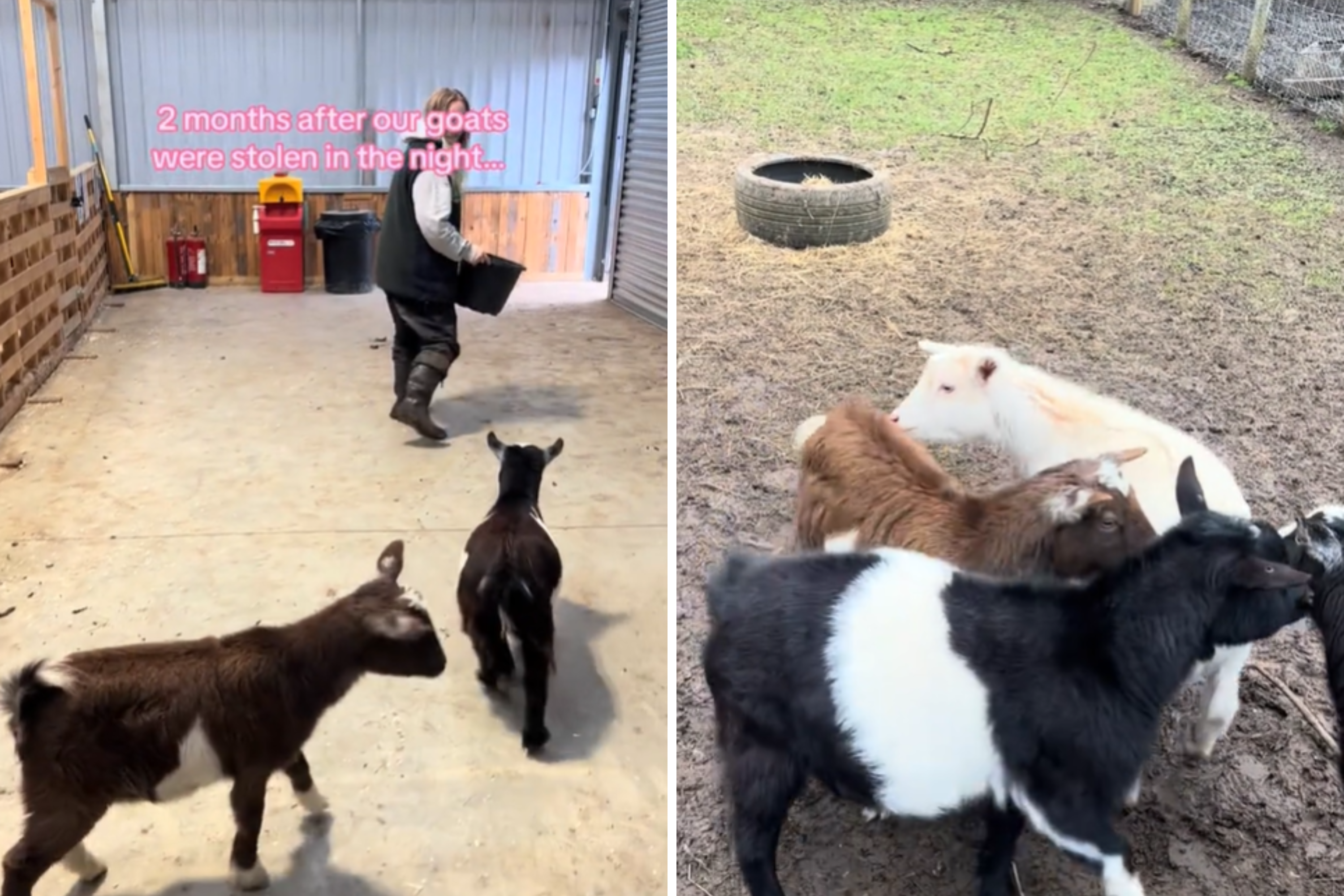 goats back farm