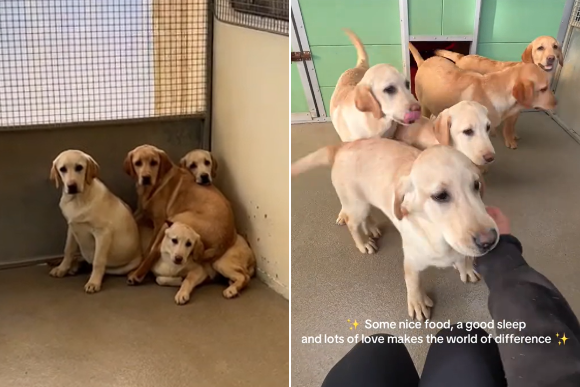 rescued labrador puppies