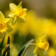 skynews daffodil flower 6825890