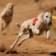 skynews greyhound racing wales 6832680