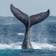 skynews whale tail 6825513