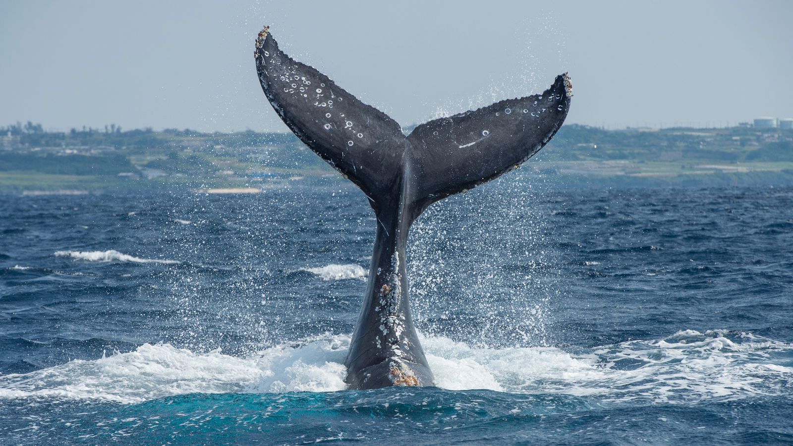 skynews whale tail 6825513