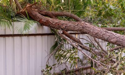 tree fallen over fence