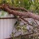 tree fallen over fence